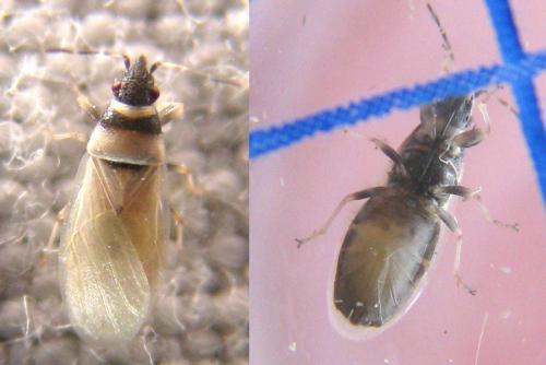 Oxycarenus pallens